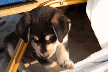 Animals/Wildlife;Parks/Outdoor