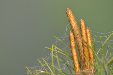 Young shoots of pine growing in spring on the tips of the trees. Healing properties of shoots, from...