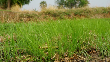 Green grass blur the background