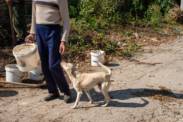Worker, participating in excavation work with his inseparable dog wandering around.