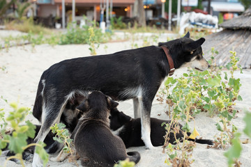 Dog mother breastfeeding puppies. Homeless dog family, living on the beach.