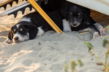 Cute homeless puppies lying on sand. Dog family living on the beach.