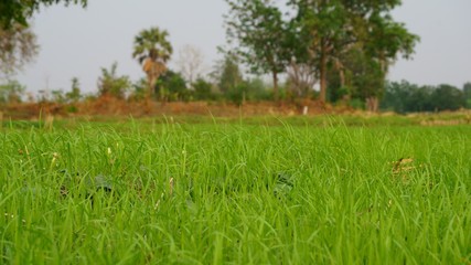 Green grass blur the background