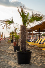 Palm tree on the beach. Moment at sunrise.