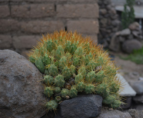 Cactus con espinas amarillas