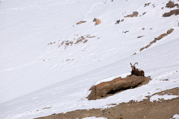 Ibex on the rock near kibber villaget in the snow covered mountains of Spiti valley, Himachal...