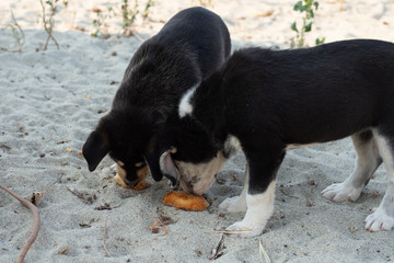 Two hungry puppies on the beach.
