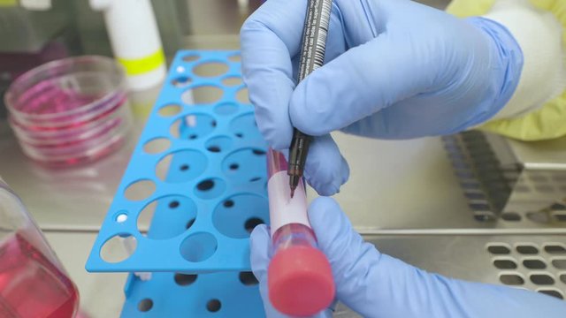 4k Close up of a scientist labelling a 15 ml reaction tube with red medium under a cell culture bench in a laboratory.