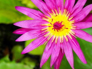 Obraz premium Close-up of beautiful purple lotus blossoms On a blurred green lotus leaf background.