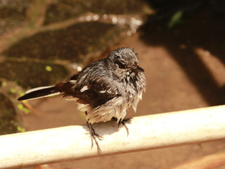 Naklejka premium sparrow on a fence