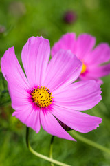 コスモス畑　秋のイメージ