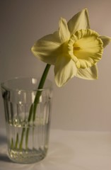 Cream-colored tubular daffodil in a faceted glass with water on a light background