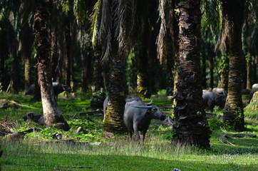 Wild buffalo in palm plantation.