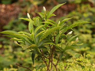 Pinwheel flower