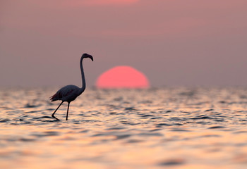 Greater Flamingo and dramatic sunrise, Asker coast, Bahrain