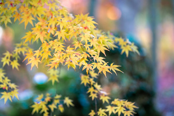 紅葉　秋のイメージ