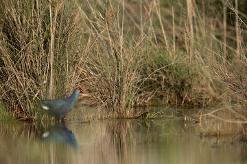Grey-headed Swamphen in its habitat at Asker Marsh, Bahrain