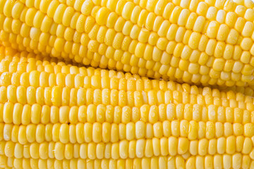 Grains of ripe Corn