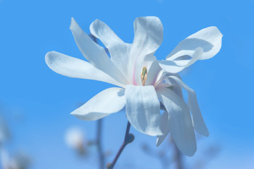 White magnolia flowers in the sun.