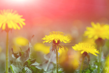 Springtime. Yellow dandelion flower in green grass.