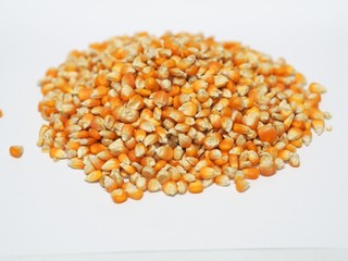 Corn grain for animal feed