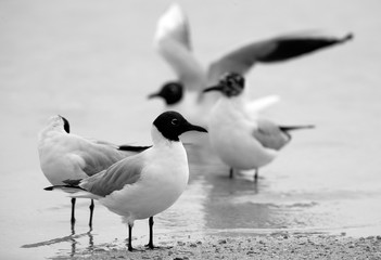 Black-headed gulls at Busaiteen coast, Bahrain