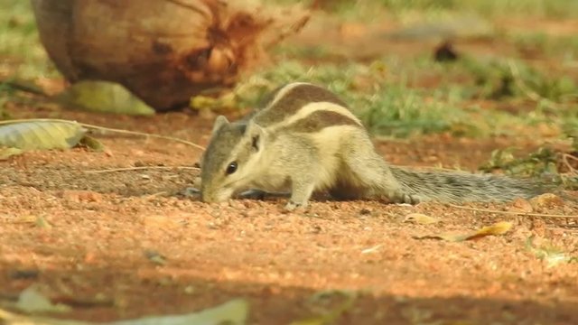 Closeup Indian Gray Squirrel eating fallen seed ground with long tail, With isolated green grass background in forest. Amazing view of the predator searching for food. Indian palm squirrel (Funambulu
