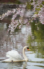 水面にいる綺麗な白鳥と満開の桜の花