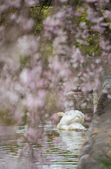 水面にいる綺麗な白鳥と満開の桜の花