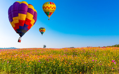 Beautiful colors of the hot air balloons flying on the cosmos flower field