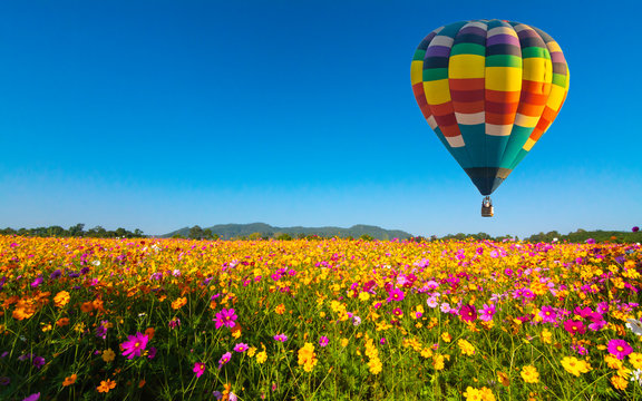 Beautiful colors of the hot air balloons flying on the cosmos flower field