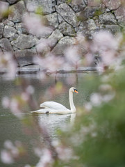水面にいる綺麗な白鳥と満開の桜の花