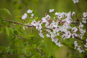 春の新緑と満開の桜の花