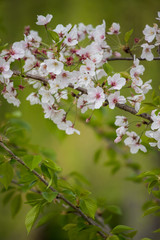 春の新緑と満開の桜の花