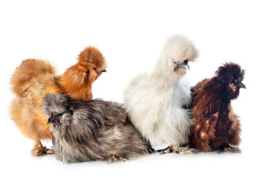 young Silkies in studio