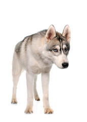 gray siberian husky
