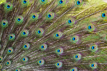 Fototapeta premium Peacock feathers show