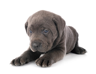 Obraz premium puppy cane corso