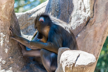 Mandrill.