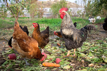 Healthy rooster in te organic garden.