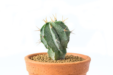 Top view of cactus in Clay pots. Image has shallow depth of field. Astrophytum asterias
