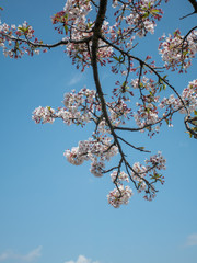 空と桜１