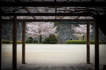 満開の桜の花と公園の広場