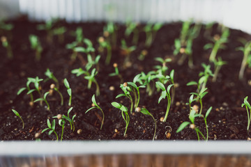 herbs seedlings indoor in trays, tiny coriander leaves popping out of the soil