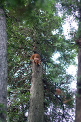 Squirrel on the tree in the park, beautiful nature, trees. .