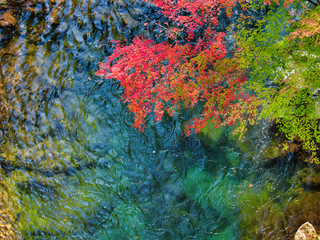 紅葉と清流