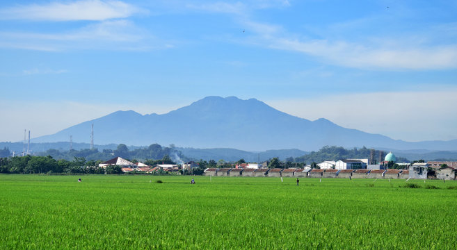 Mount Ungaran in Central Java, mountains in the morning are sunny, rice fields on the slopes of the mountain,