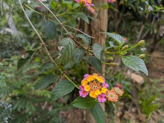 Lantana camara