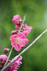 紅梅　和風イメージ