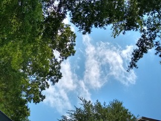 sky and trees